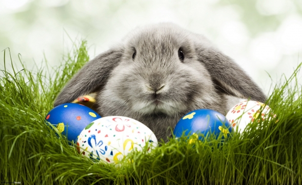 h__sv__ti_nyuszi_nat__r_h__sv__t_brilla_3